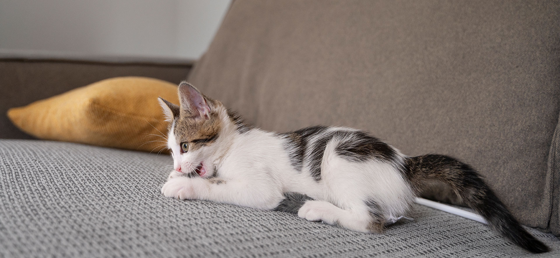 gatos rasguñan los muebles